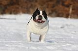BOULEDOGUE FRANCAIS 939